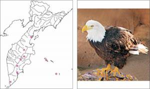 Белоголовый орлан Haliaeetus leucocephalus