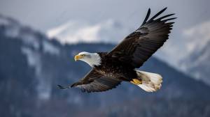 белоголовый орлан летит над заснеженной горной цепью, фото орла в полете, орел, полет фон картинки и Фото для й загрузки