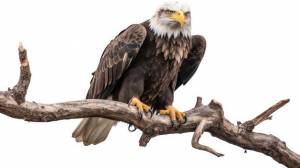 Фотореалистичная иллюстрация царственного белоголового орлана