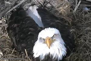 Белоголовые орланы из города Декора, штат Айова