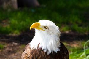 Американский белоголовый орлан