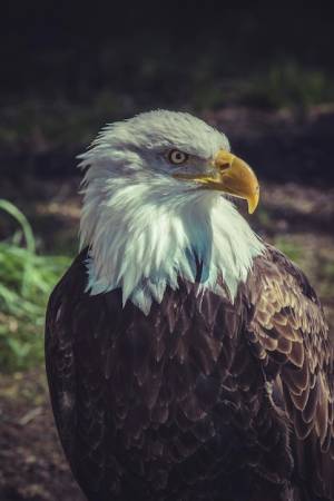 Дикая природа, американский белоголовый орлан