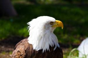 Американский белоголовый орлан