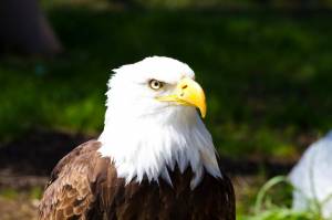 Американский белоголовый орлан