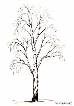 Нарисовать ствол березы