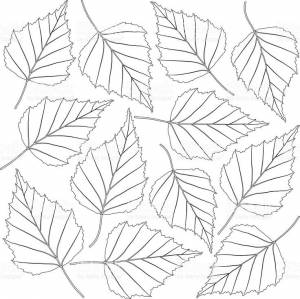 contoured birch leaves isolated on white background
