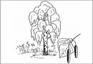 Шаблон березы