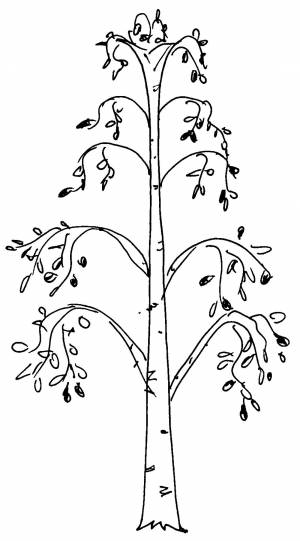 Березка шаблон