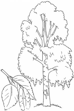 Раскраска Лист березы