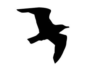 Трафареты Чайки