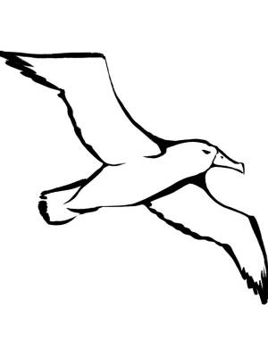 Трафареты Чайки