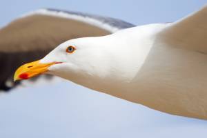 Большая белая птица с желтым клювом