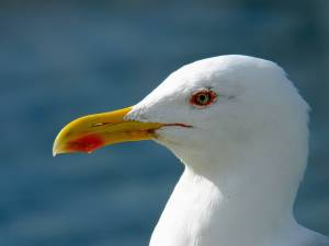Большая белая птица с желтым клювом