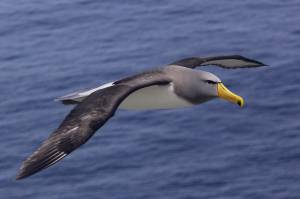 Гнёзда чатемских альбатросов