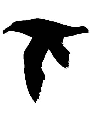 Трафареты Альбатроса для вырезания из бумаги