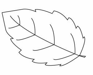 Лист березы раскраска для детей