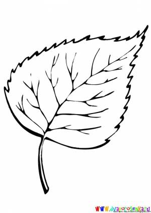 Лист березы рисунок карандашом