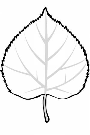 Раскраска Лист Березы