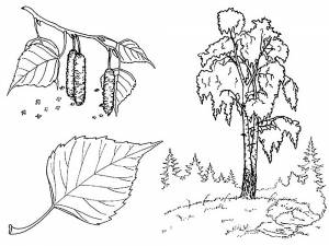 Раскраска берёза