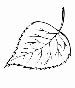 Лист березы рисунок карандашом