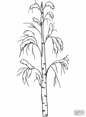 Раскраски Береза зимой