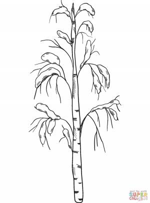 Рисунок березки карандашом для детей