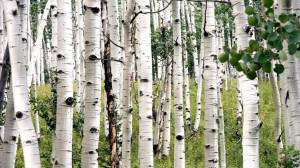 Шаблон для презентации березы стволы