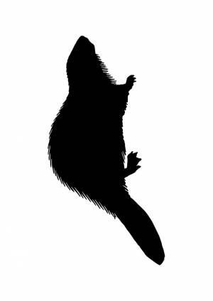 Трафареты Бобра