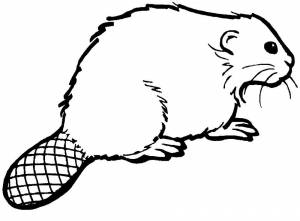 Раскраска Бобер