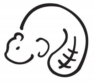 Идеи на тему «Beaver vector