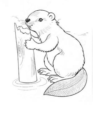 Раскраски Бобры