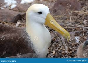 Птица альбатроса, Галапагос