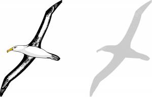 альбатрос PNG рисунок, картинки и пнг прозрачный для й загрузки