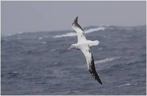 Изменение ветров, дующих над Южным океаном, пошло на пользу альбатросам