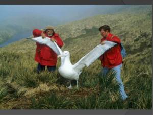 Презентация Альбатросы