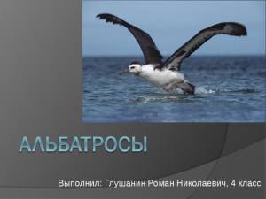 Презентация Альбатросы