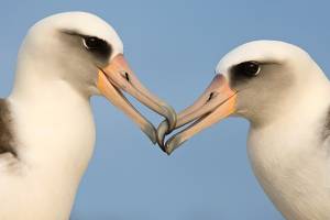 Фото птица альбатрос
