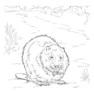 Раскраска бобер