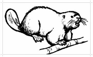 Бобер контурный рисунок