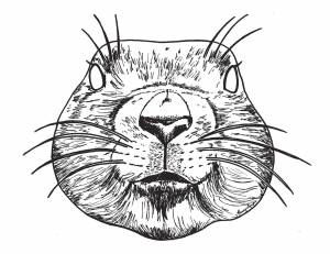 Раскраски бобра, poisk