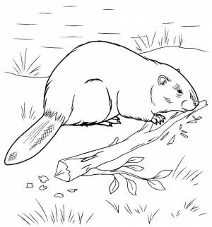 Речной бобр рисунок раскраска