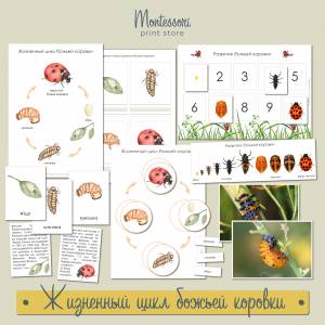 Жизненный цикл божьей коровки
