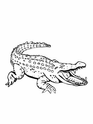 Трафареты Аллигатора