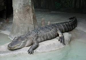 alligator