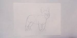 Как нарисовать французского бульдога