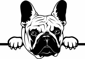 Бульдог черно белый рисунок