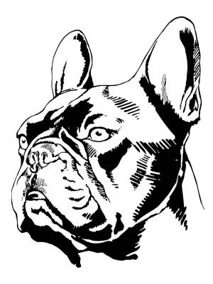 Бульдог черно белый рисунок