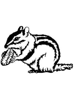 Трафареты Бурундука