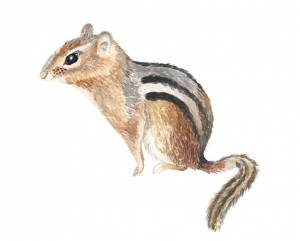 Ручной рисунок бурундука черно-белая векторная иллюстрация в стиле эскиза