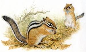 Бурундук в лесу